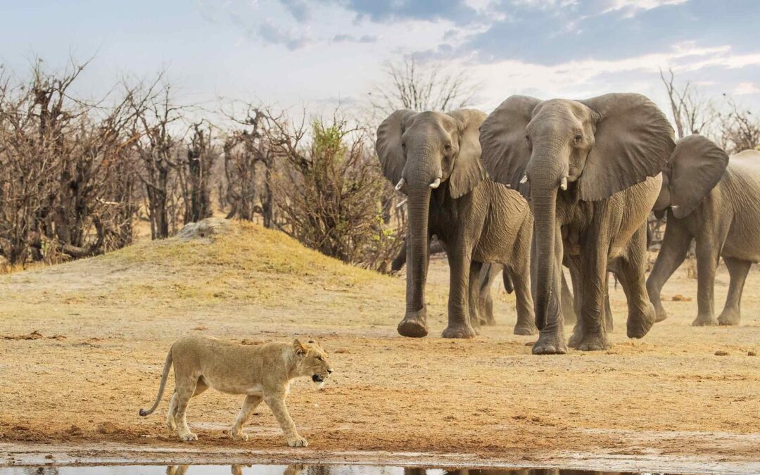 Inspirationskväll om Sydafrika, Botswana & Victoriafallen