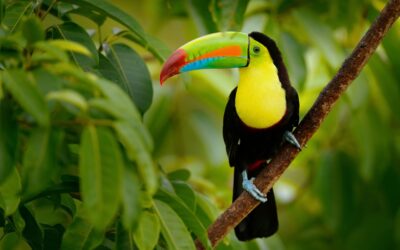 Gruppresa till Costa Rica 2027 – 14 platser